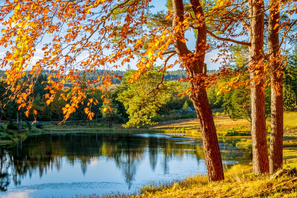 Nature landscape leaves
