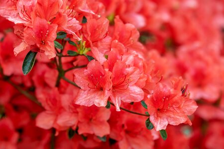 Bright bush rhododendron