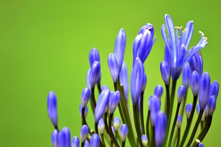 Lavender nature flowers photo