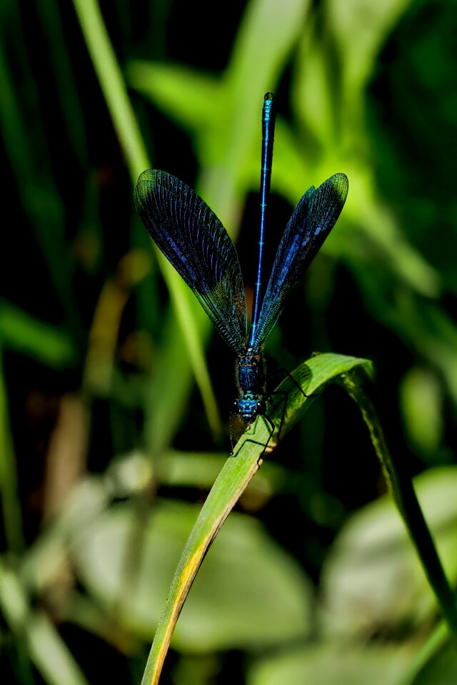 Dragonfly banded demoiselle turquoise