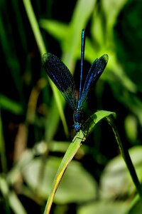 Dragonfly banded demoiselle turquoise photo