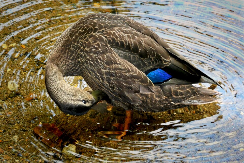 Lake water waterfowl