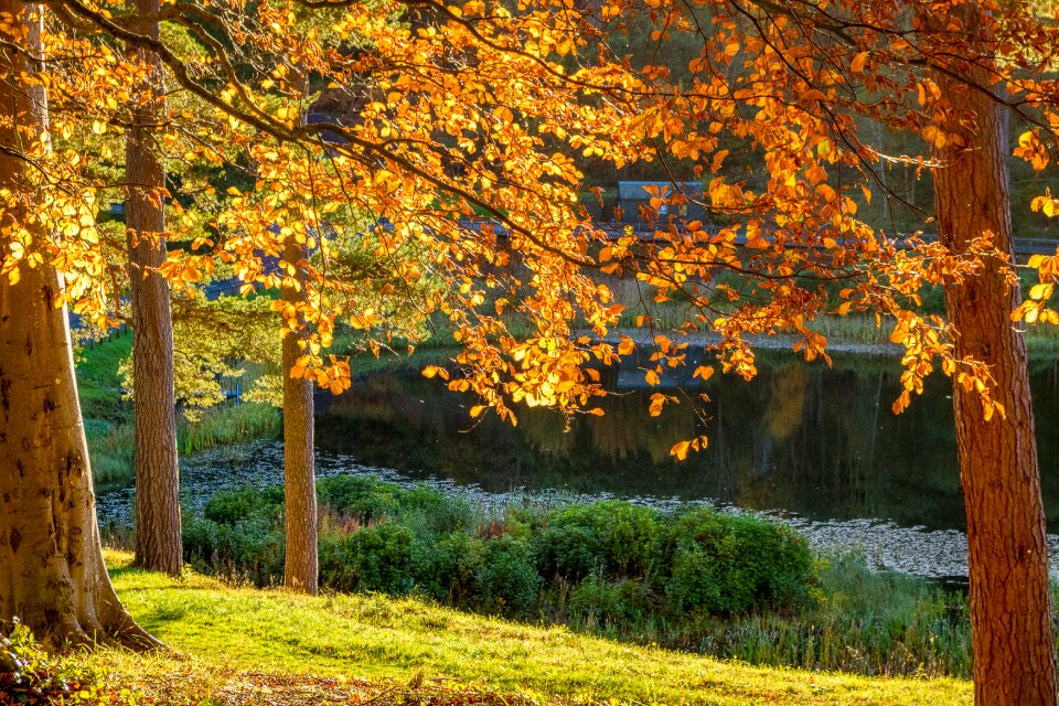 Nature landscape leaves