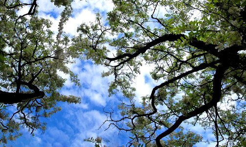Flowers tree blooming tree