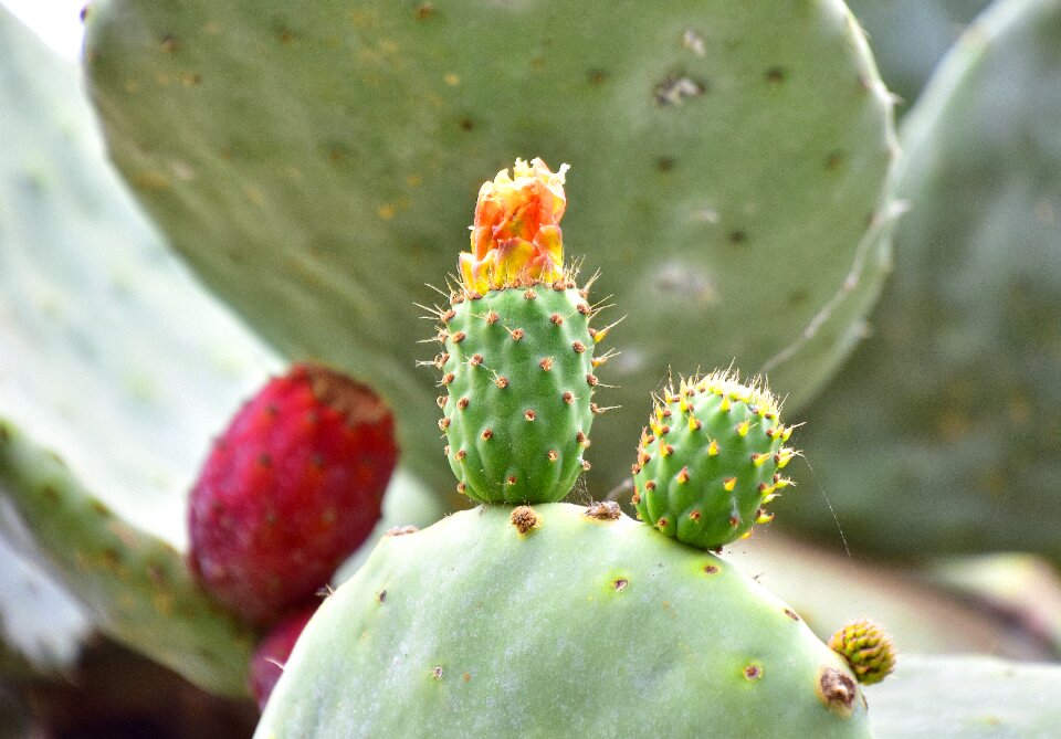 Flowering cactus flowering desert