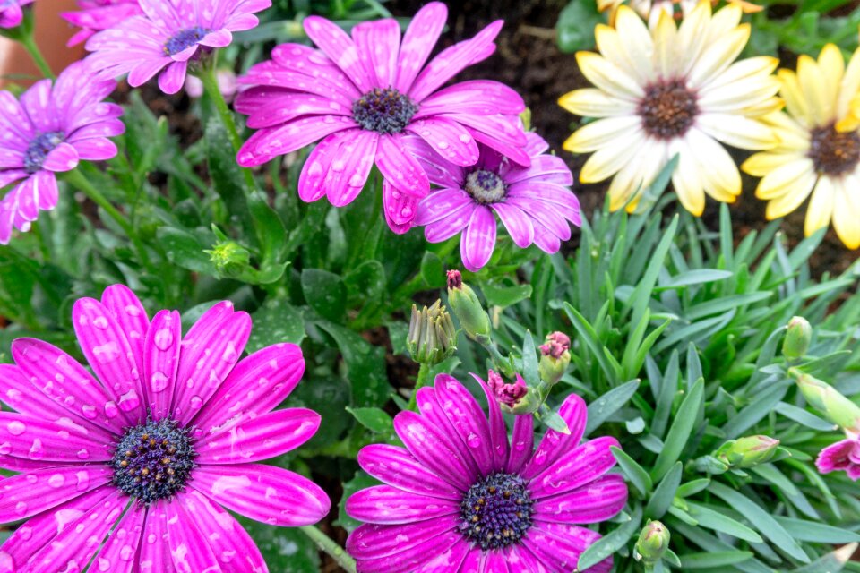 Flower nature plant