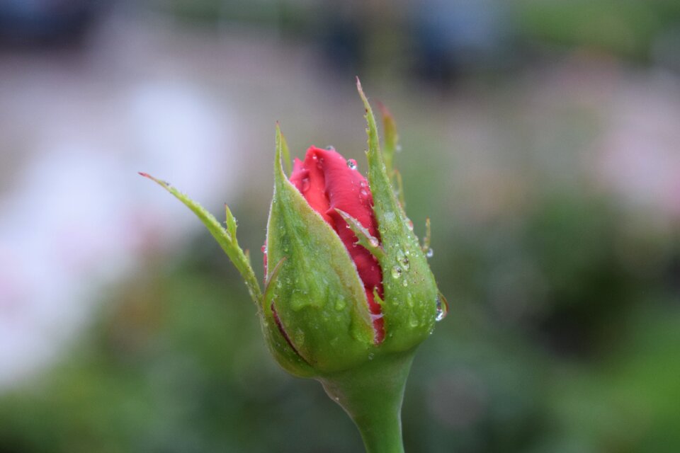 Flower flowering buds