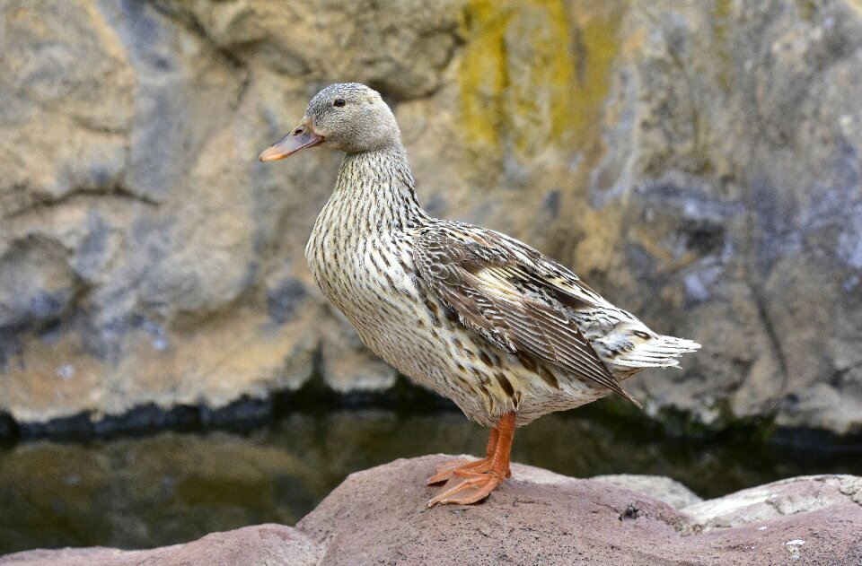 Birds feathers waterfowl