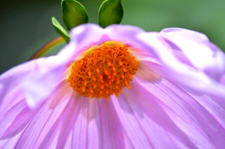 Romantic love natural