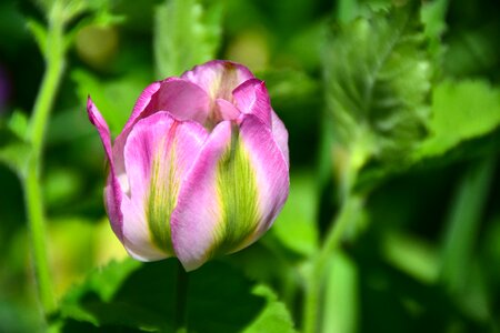 Spring cut flowers violet photo