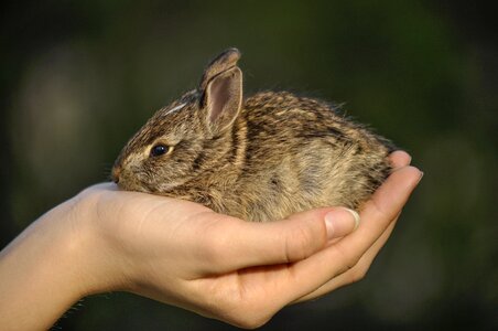 Wild nature hare