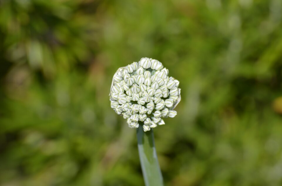 Spring onion blossom