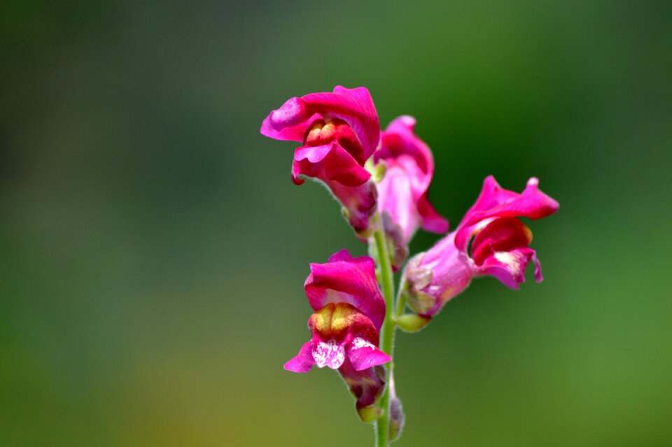 Floral love plant