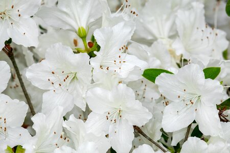Blossom bloom white photo