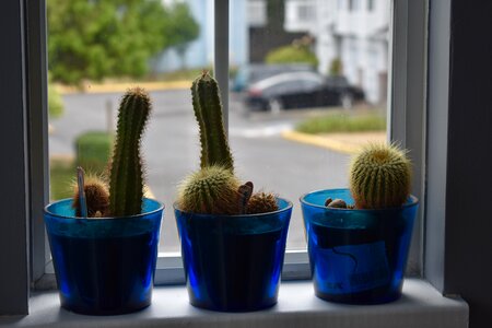 Blue pot house photo