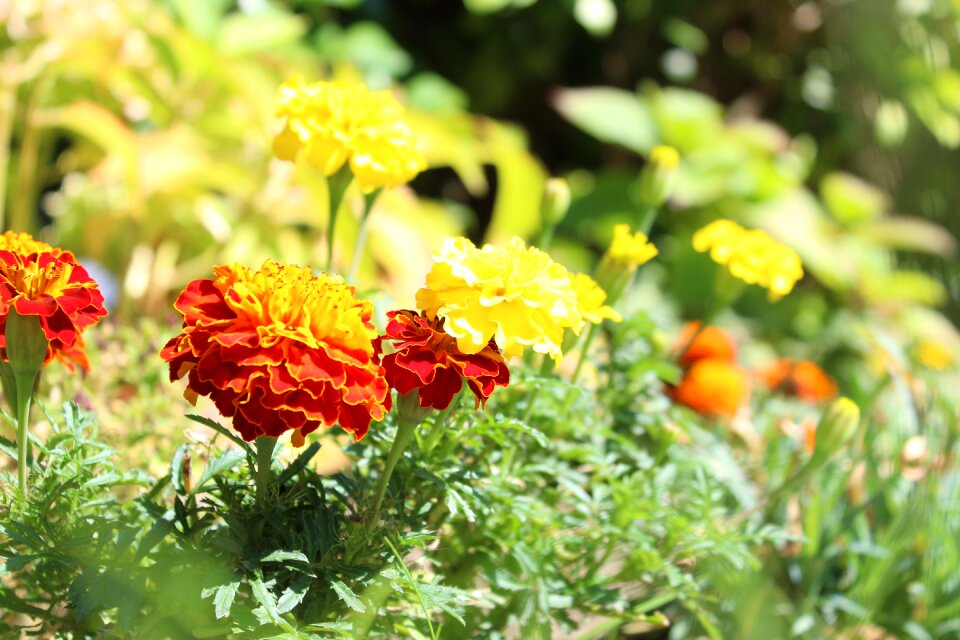 Nature blossom bloom