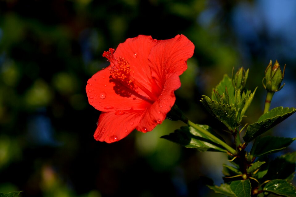 Romance garden love