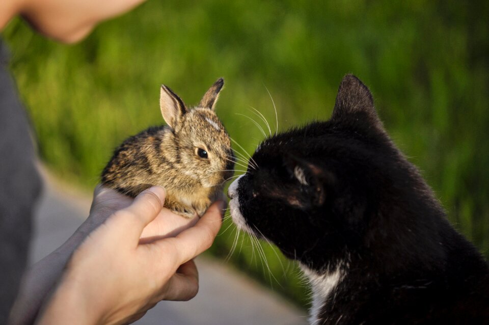 Cat animals fun