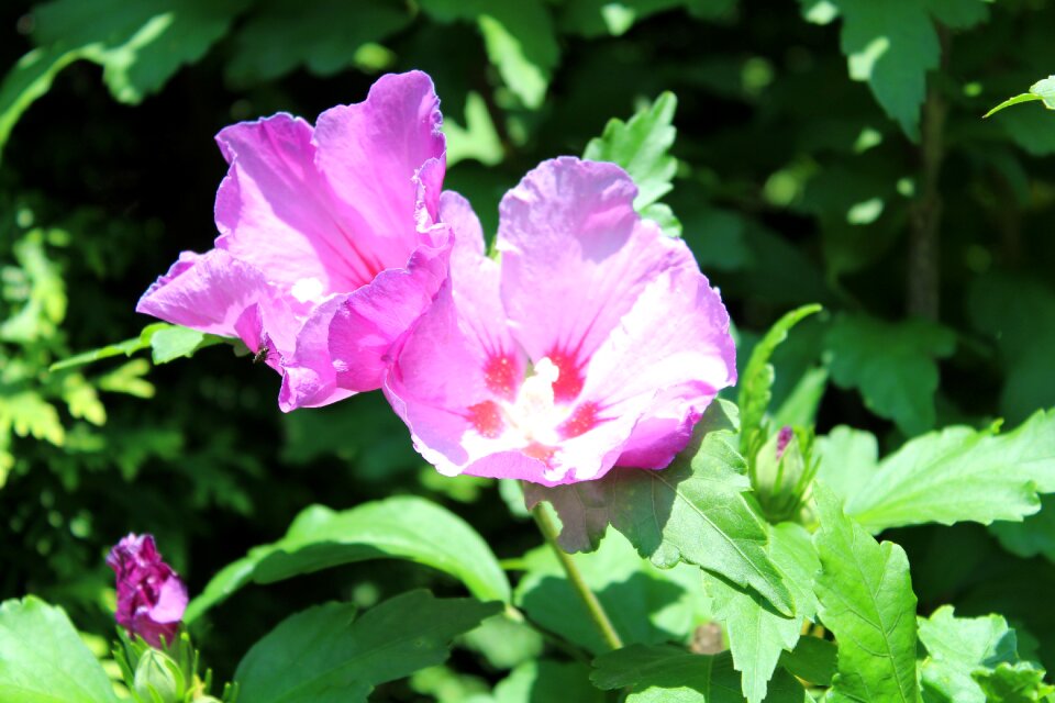 Purple flower flower close up