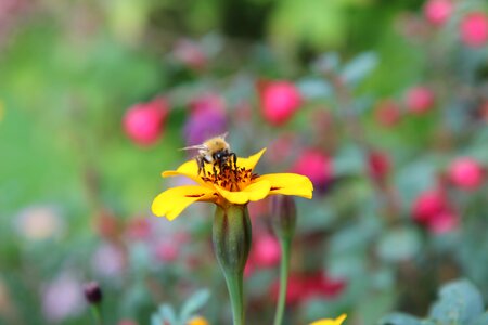 Insect bee pollen photo