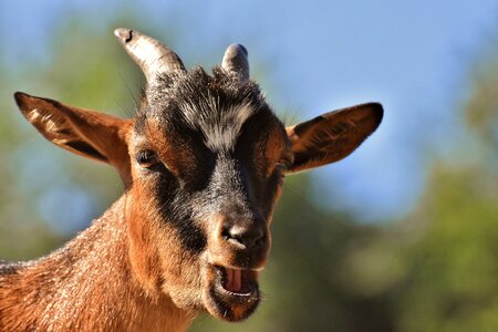 Wild animal fur quadruped