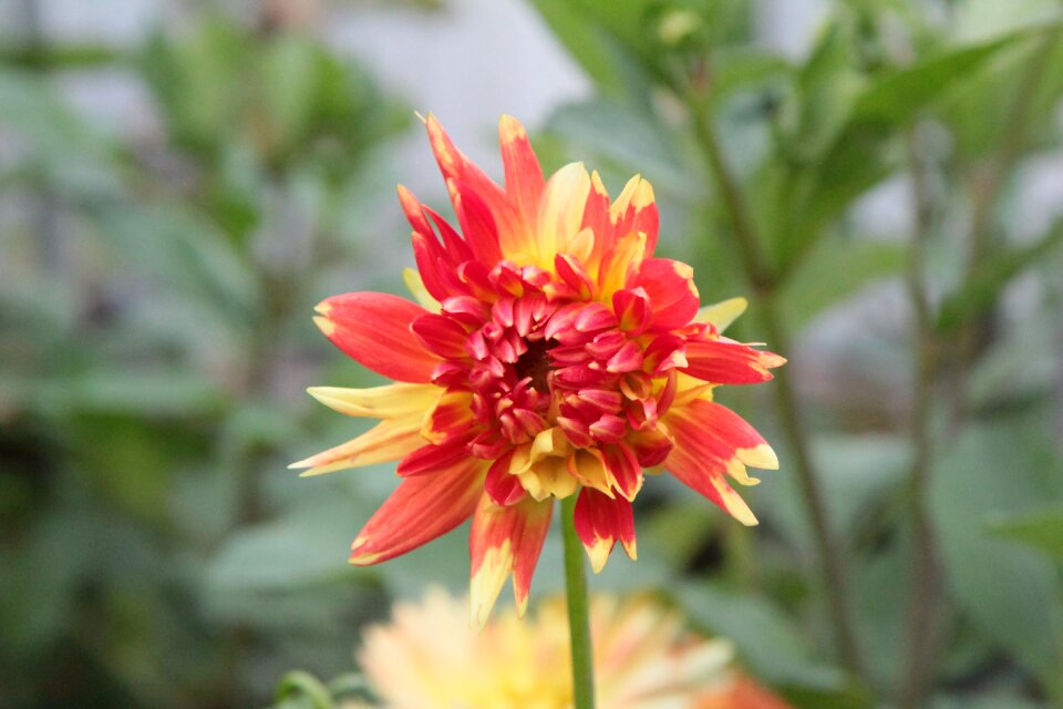 Flowering dahlia dahlia-orange flowering