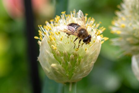 Insect close up blossom