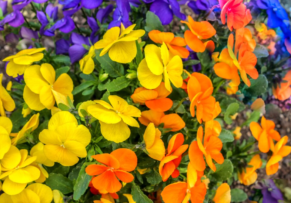 Plant primrose flower garden