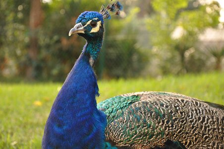 Bird exotic pen