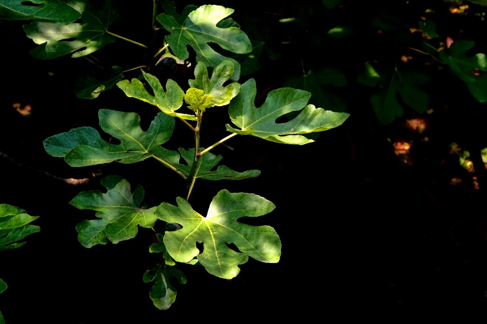 Spring green foliage