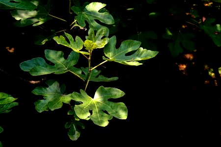 Spring green foliage