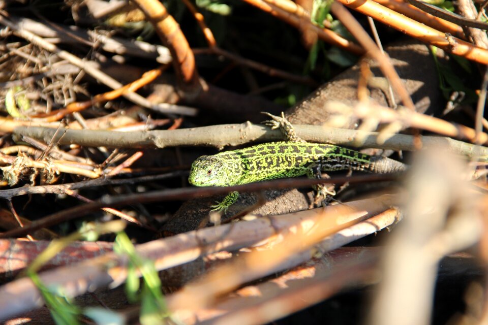 Living nature reptile wildlife