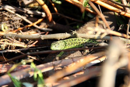 Living nature reptile wildlife