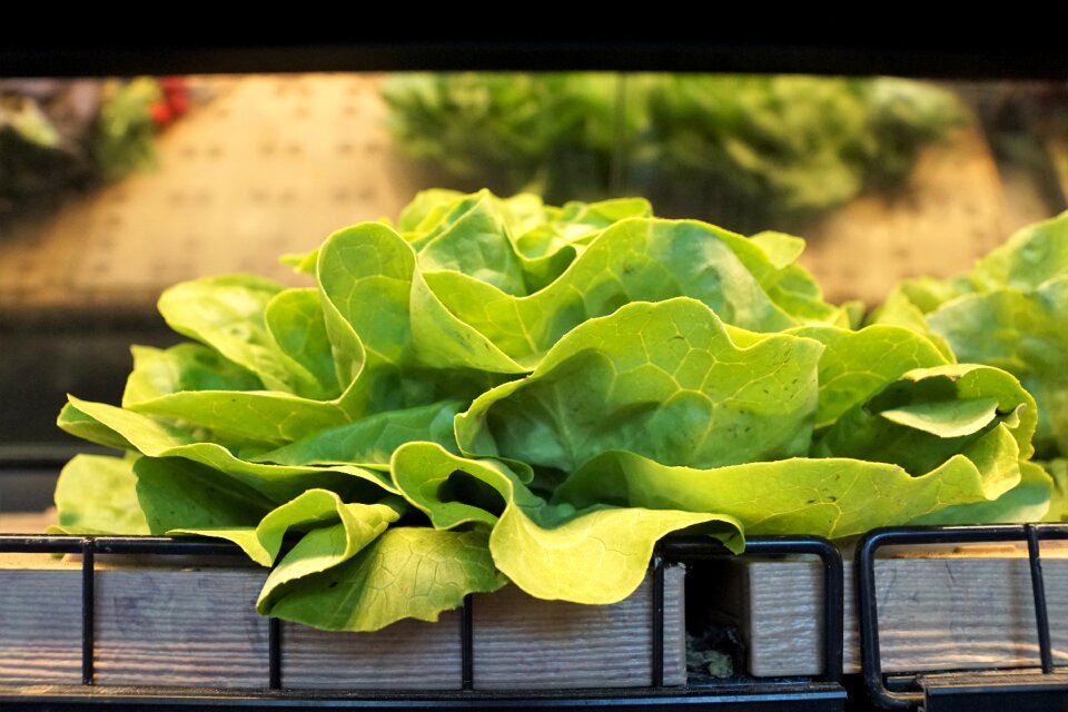 Green delicious fresh