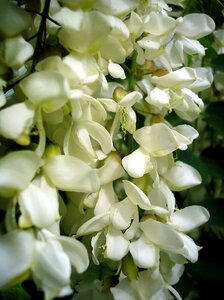 Blooming tree flower nature photo