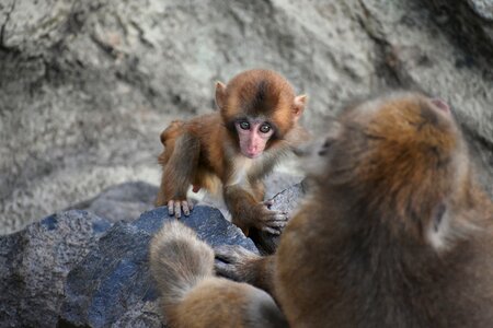 Baby japanese macaque eating leaves parent child natural photo