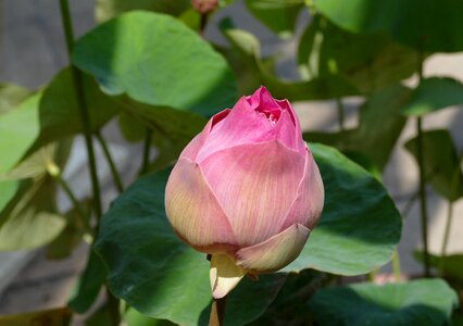 Lotus nature tropical