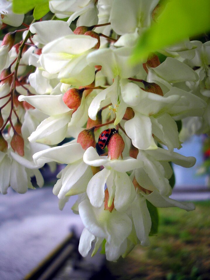 Blooming tree white flowers in bloom flowers