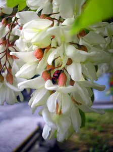 Blooming tree white flowers in bloom flowers