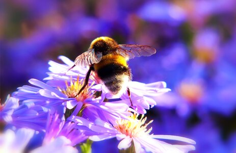Apiformes garden animals