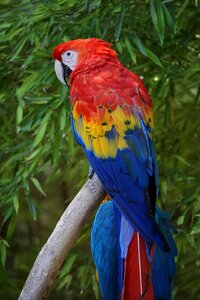 Parrot animals perico