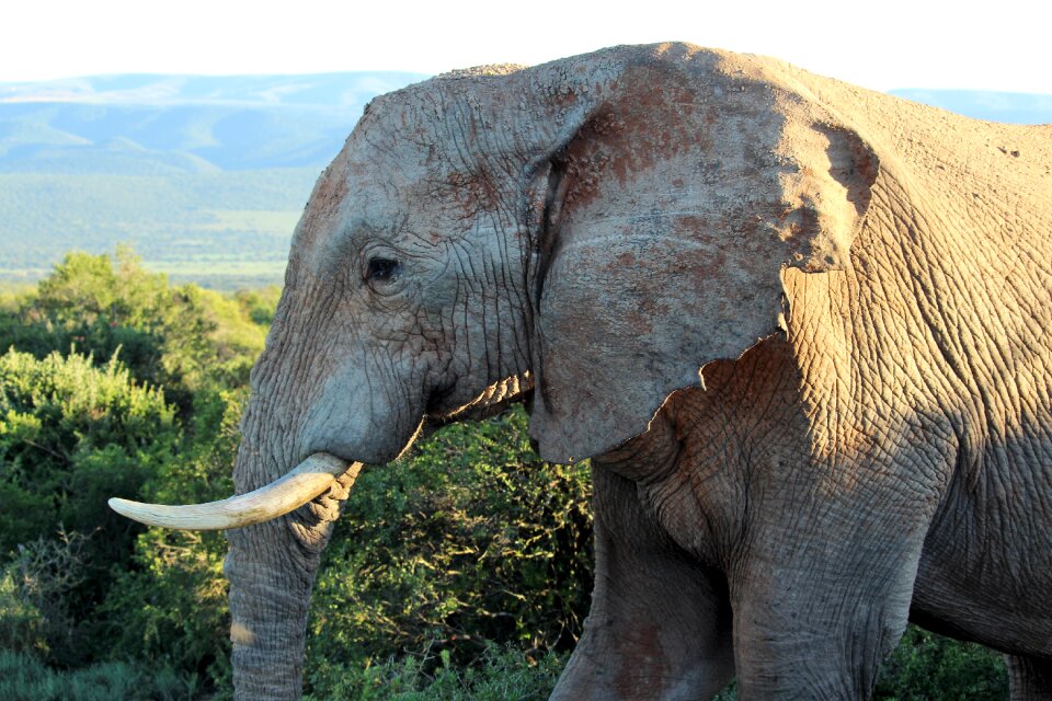 Tusks south africa wilderness