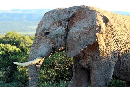 Tusks south africa wilderness