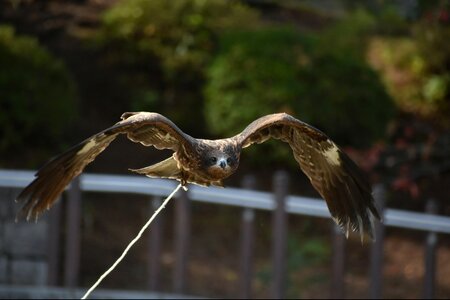 Raptor video feathers