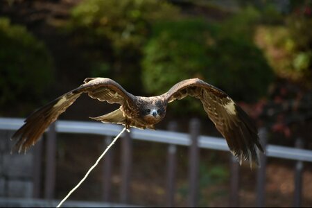 Raptor video feathers photo