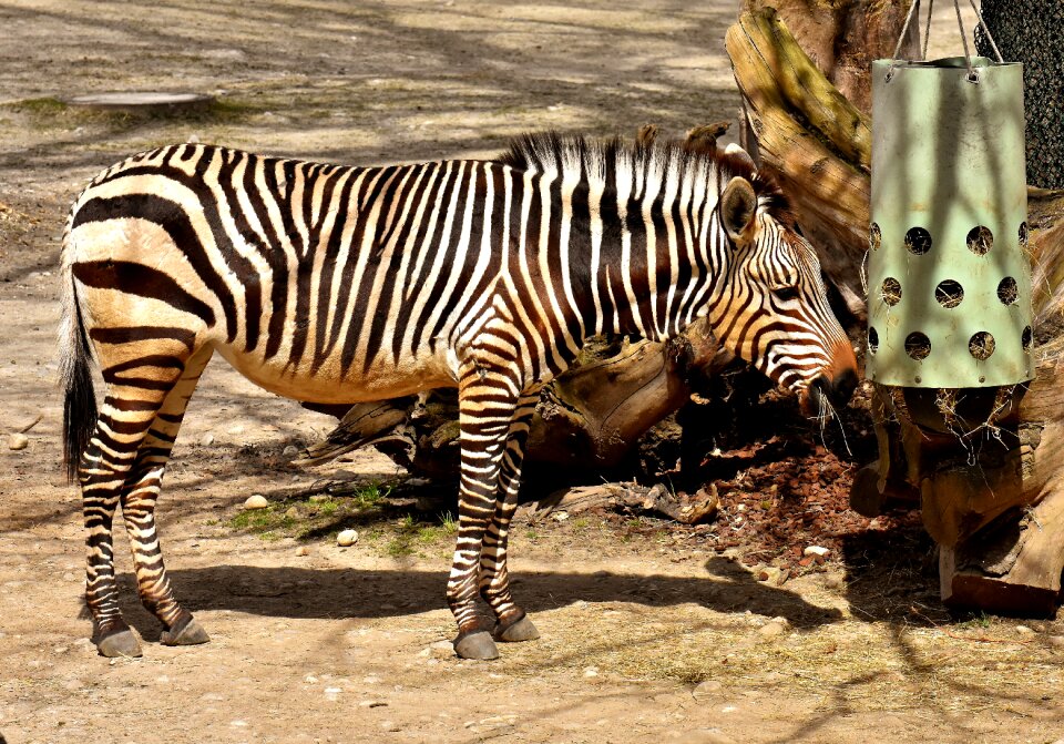 Africa animal crosswalk