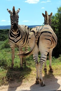 Zebra zebras close up