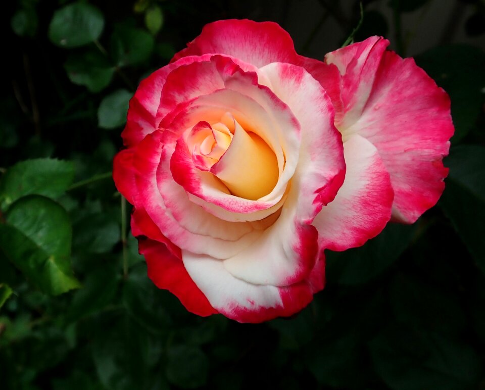 Bloom fragrant garden