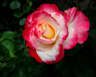 Bloom fragrant garden
