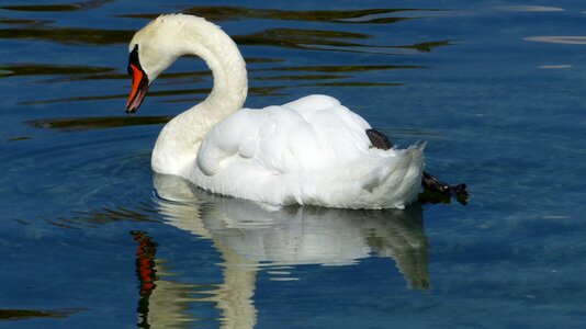 Nature swim white